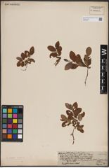 Foto von Salix caprea L. x Salix repens L.